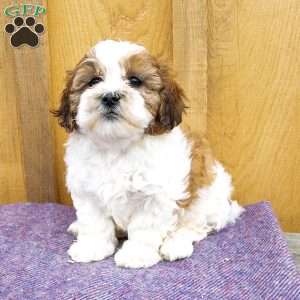 Sasha, Shih-Poo Puppy